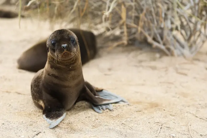 A seal is laying on the sand near a bush