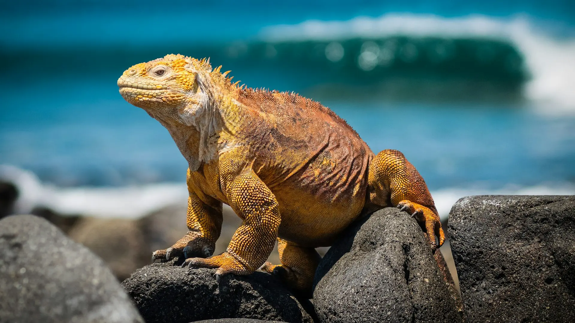 yellow iguana on rocks during daytime